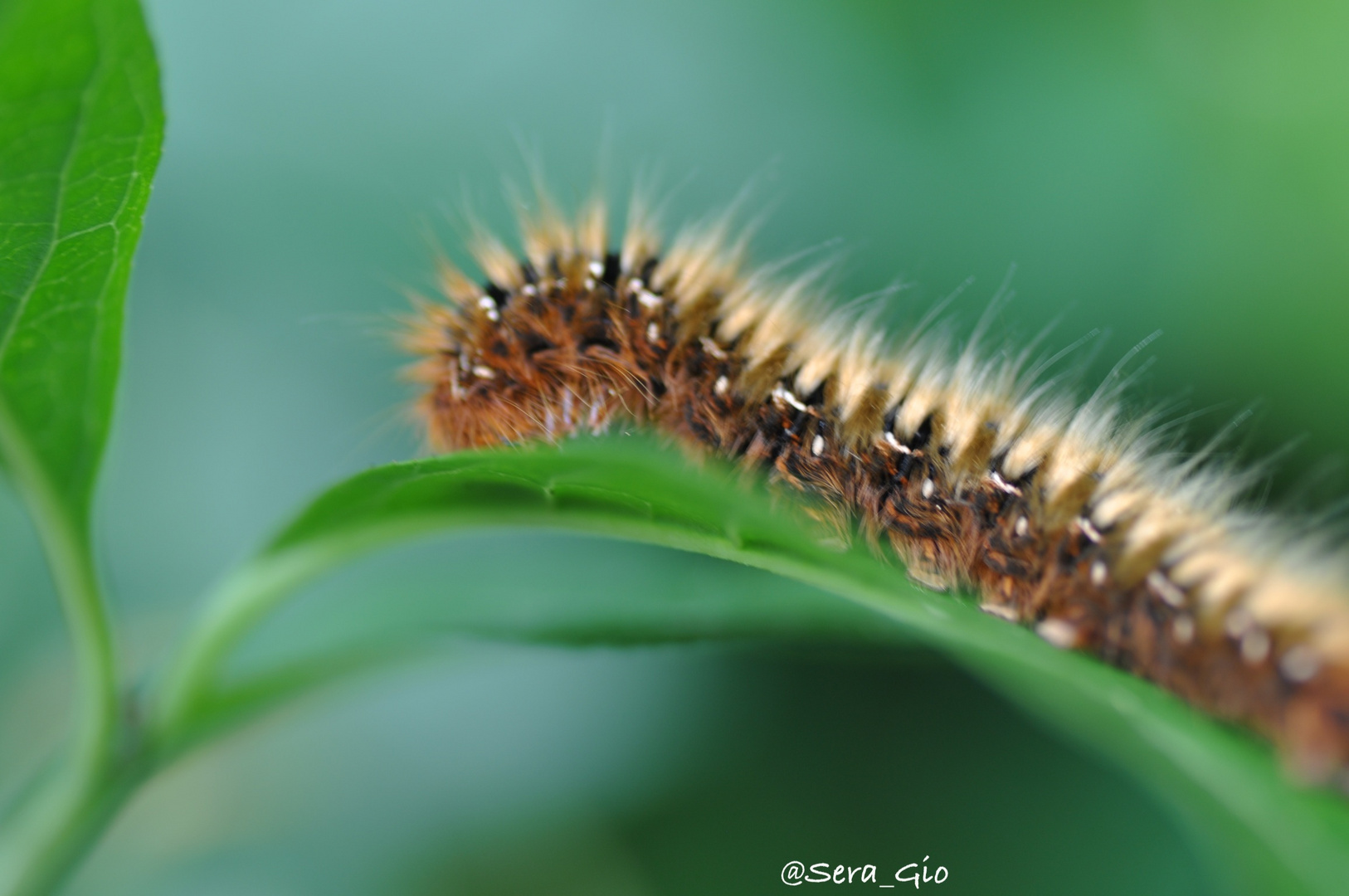 Wunderschöne Raupe