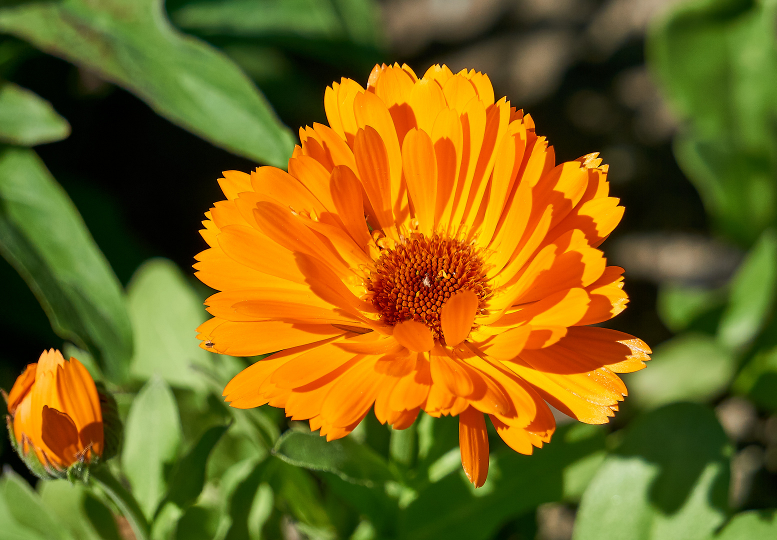 Wunderschöne Ringelblume