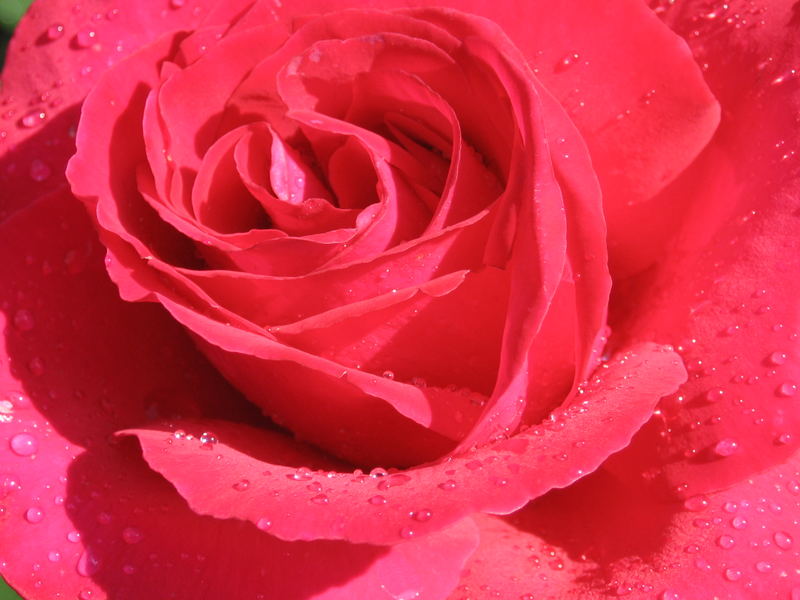 wunderschöne Rose