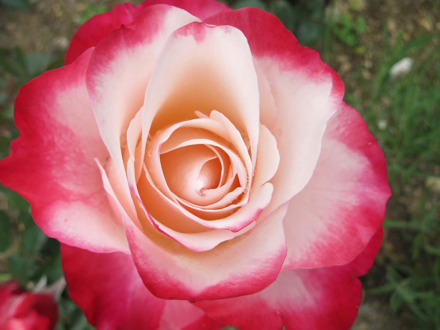 Wunderschöne Rose