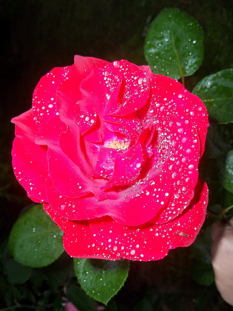 wunderschöne Rose