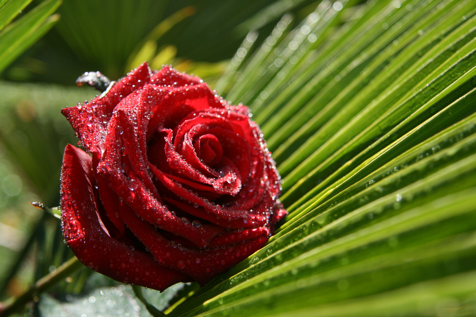 Wunderschöne Rose Foto & Bild archiv projekte naturchannel, blumen