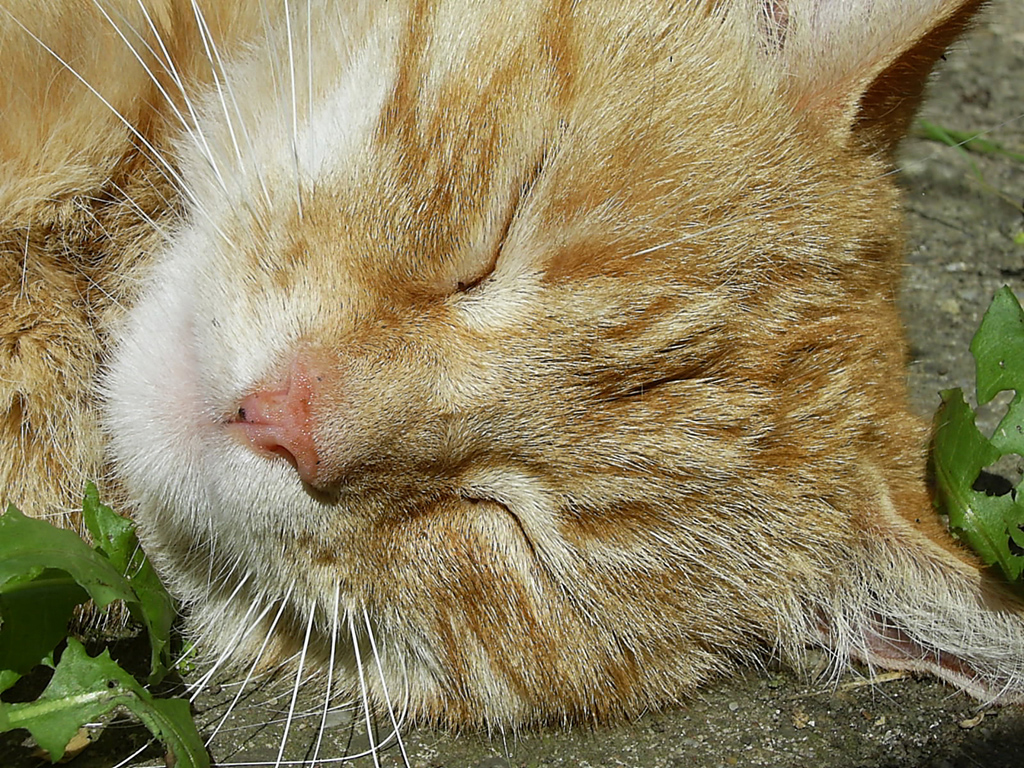 wunderschöne rote Katze