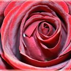 Wunderschöne rote Rose