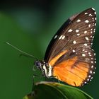Wunderschöne Schmetterlinge..