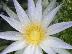 Wunderschöne Seerose mit Wassertropfen