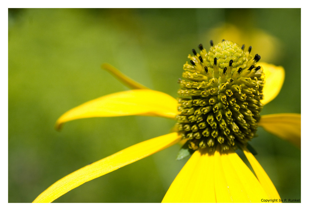 Wunderschöne Sommerblüte