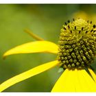 Wunderschöne Sommerblüte