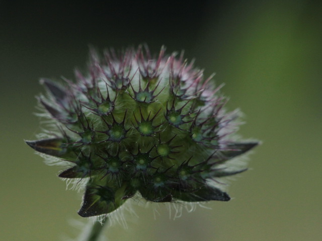 Wunderschöne Sternchen