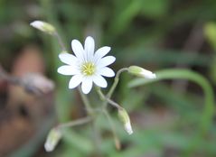 Wunderschöne Sternmiere