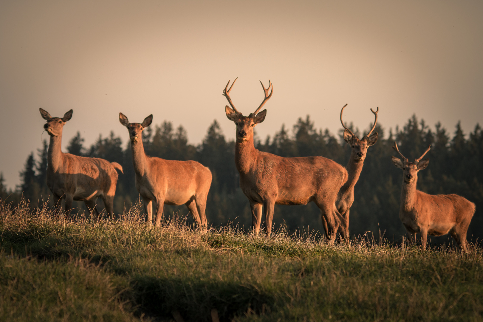 Wunderschöne Tiere 