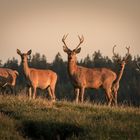 Wunderschöne Tiere 