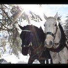 Wunderschöne Tiere