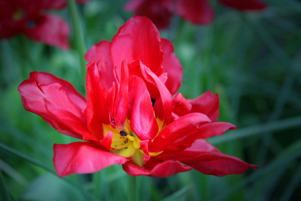 wunderschöne Tulpe