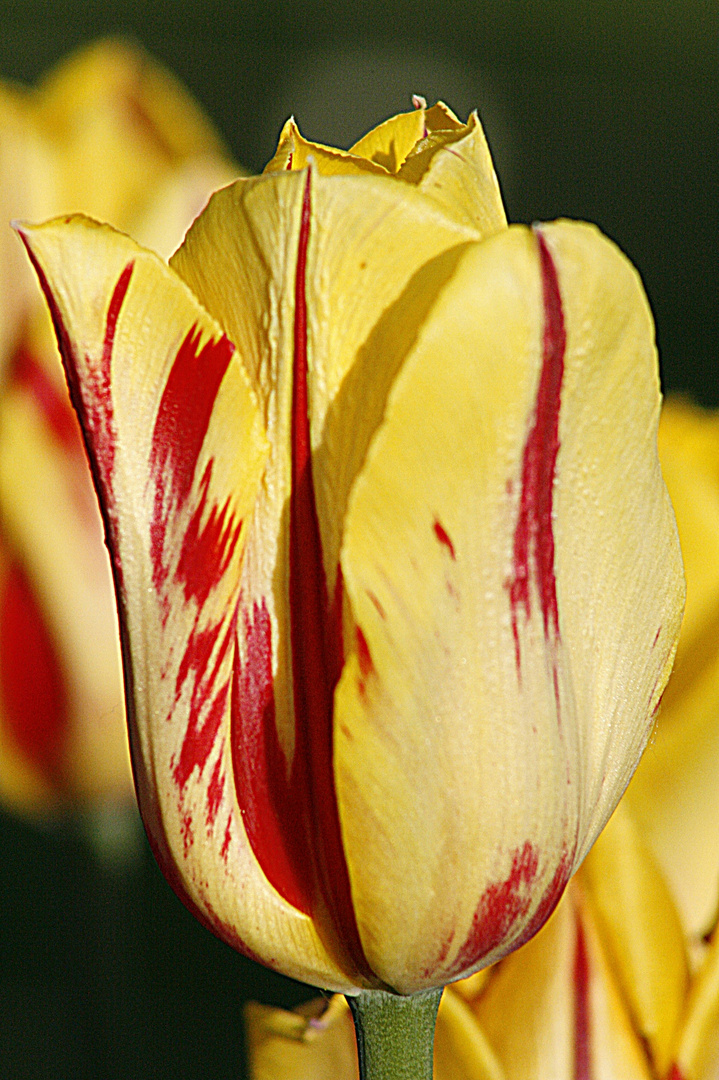 Wunderschöne Tulpe