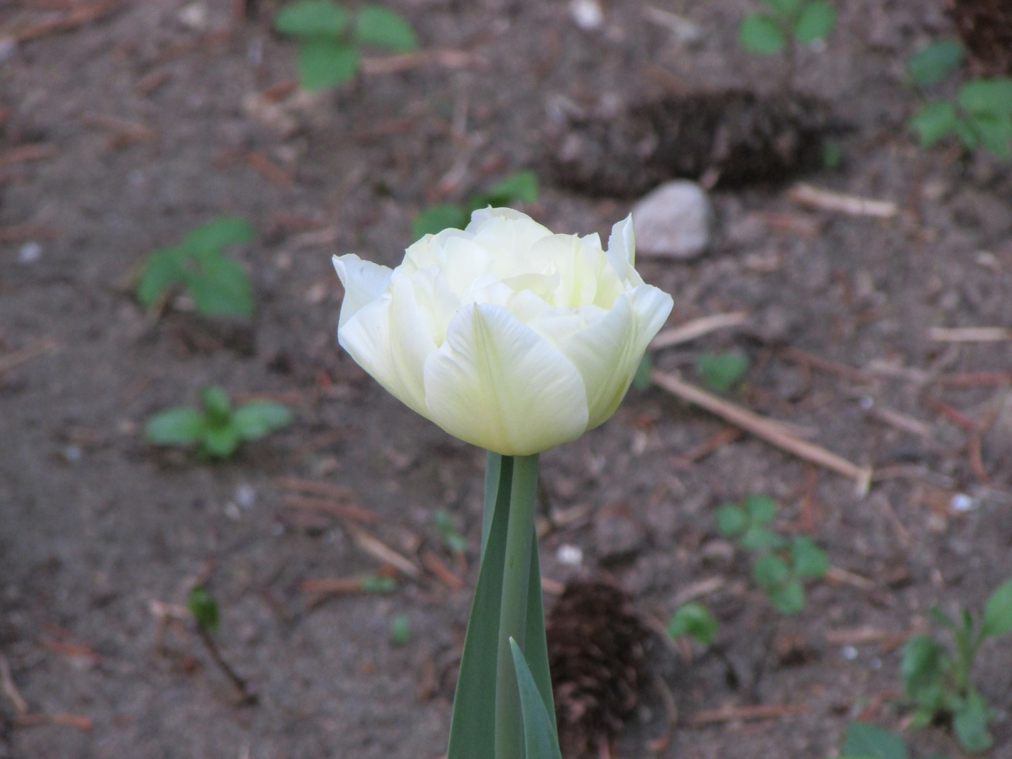 Wunderschöne Tulpe - Mieser Hintergrund