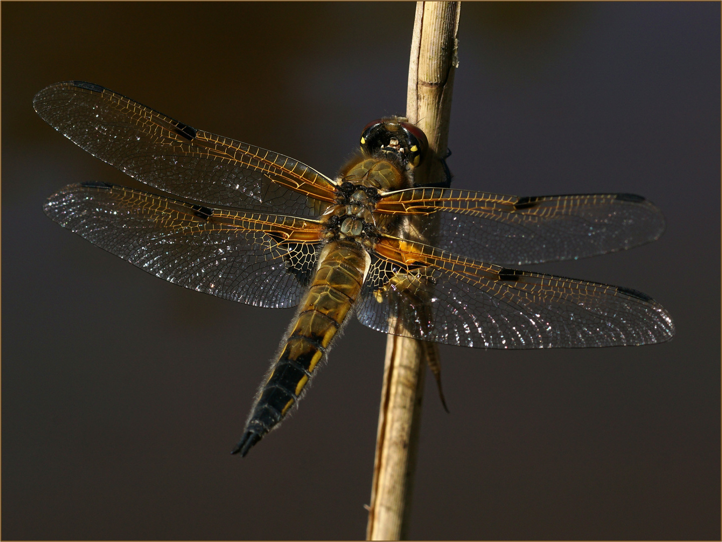 Wunderschöne Vierflecklibelle