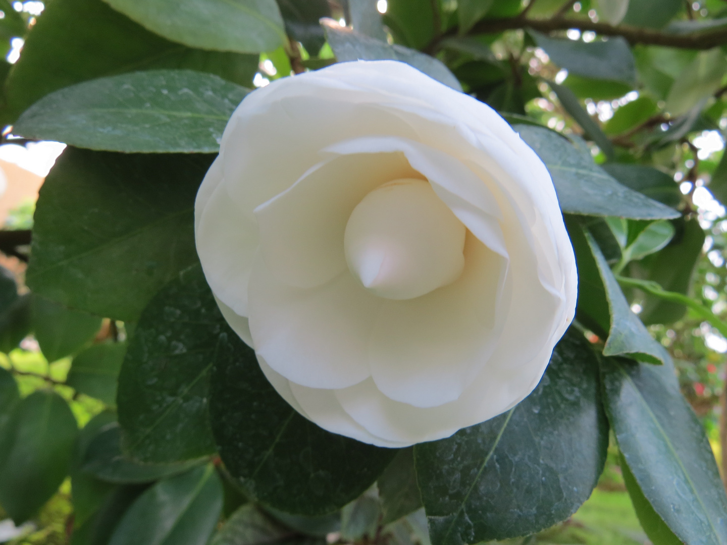 Wunderschöne weiße Blüte Foto & Bild makro, natur, pflanzen Bilder