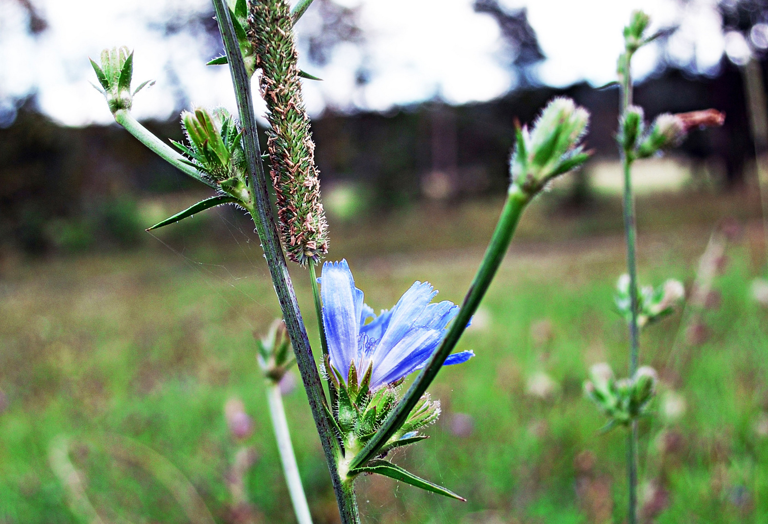 wunderschöne Wildblume im Herbst