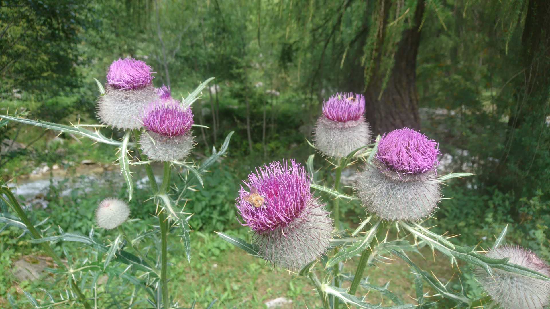 Wunderschöne Wildpflanze