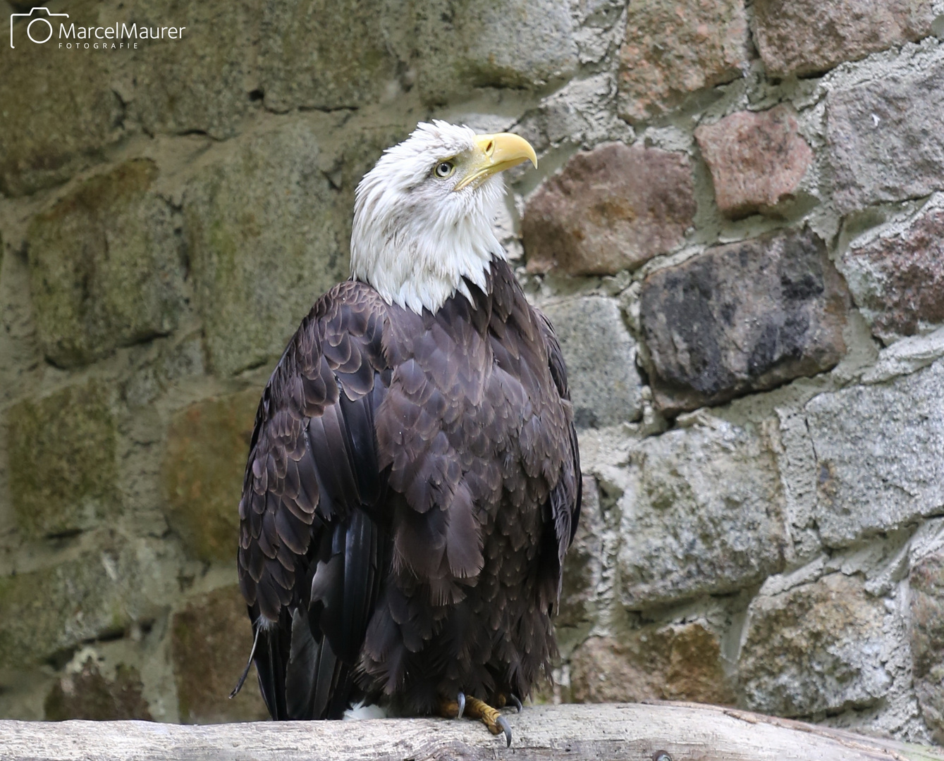 Wunderschöner Adler