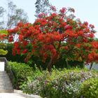 Wunderschöner Baum