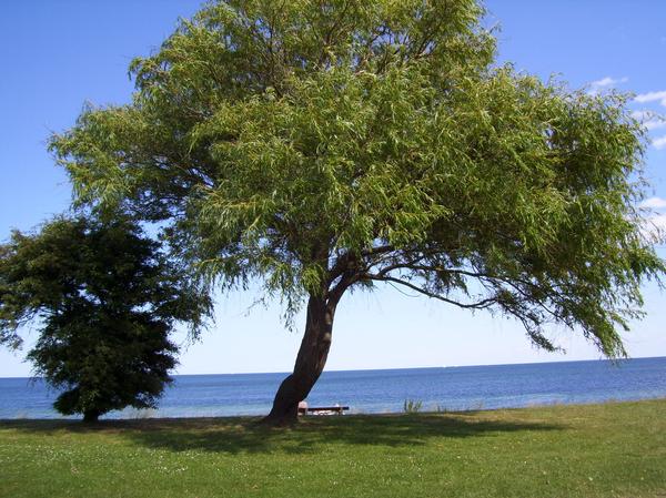 wunderschöner Baum....