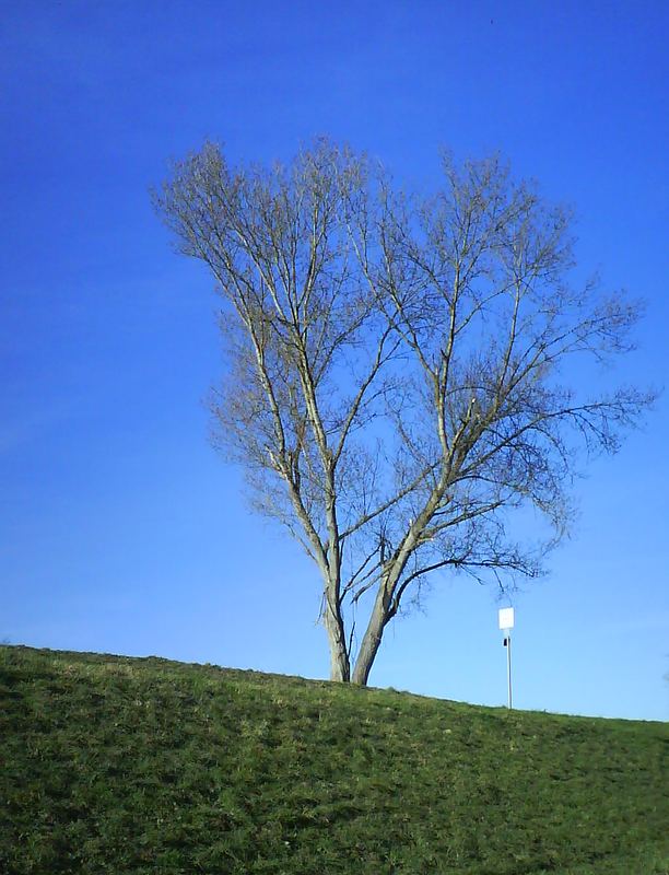 wunderschöner Baum am Rhein ..