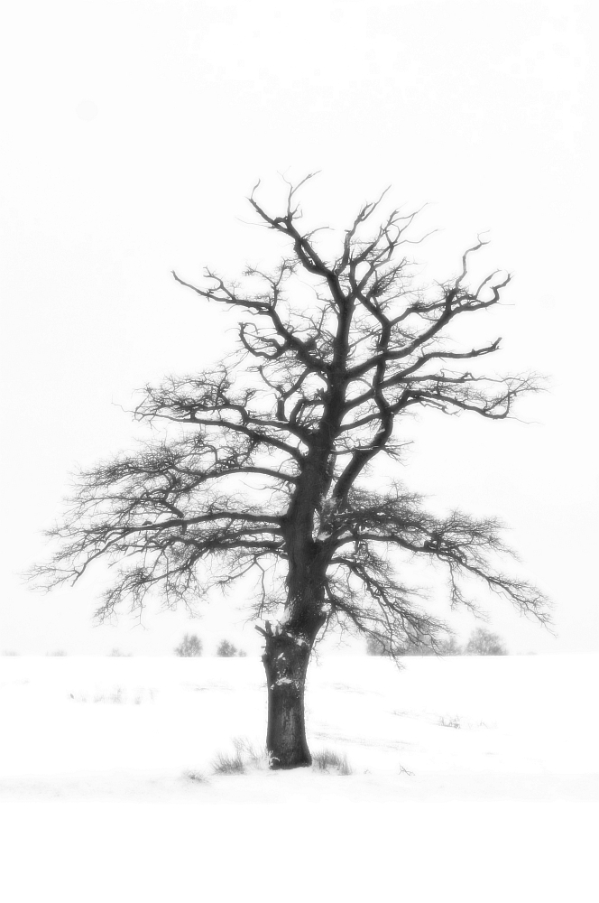 Wunderschöner Baum