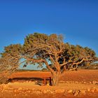 Wunderschöner Baum