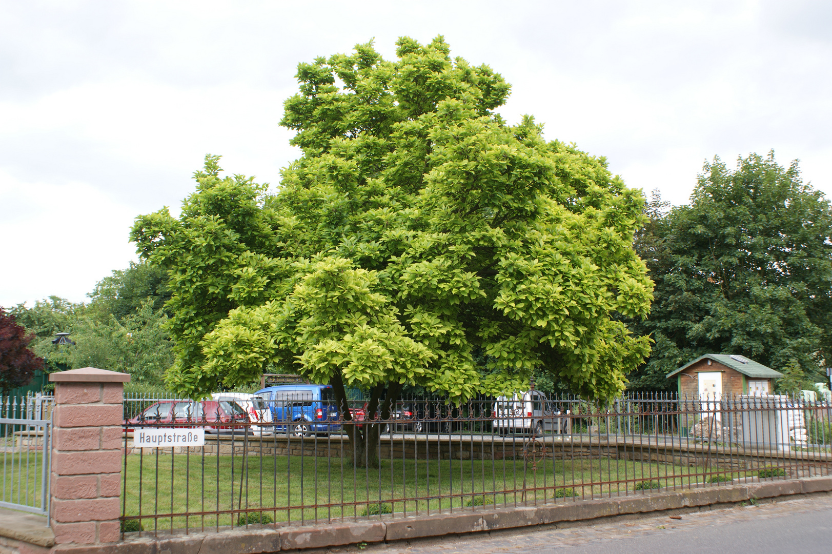 Wunderschöner Baum gesehen in Raumbach (Kreis Meisenheim)