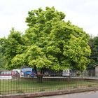 Wunderschöner Baum gesehen in Raumbach (Kreis Meisenheim)