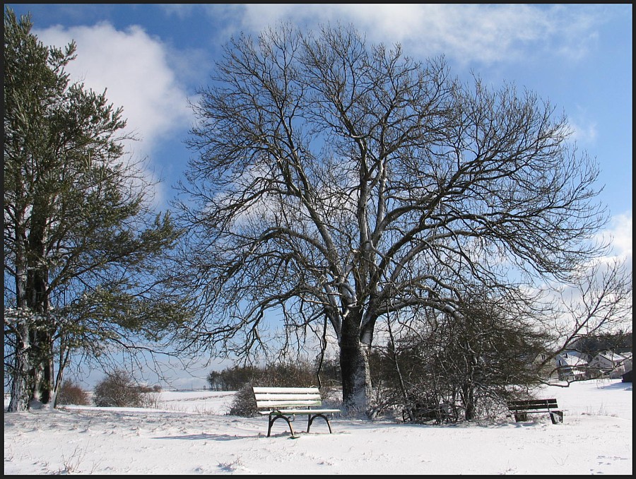 Wunderschöner Baum im Winter