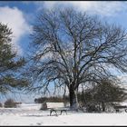 Wunderschöner Baum im Winter