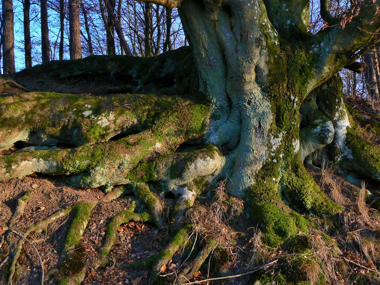 wunderschöner Baum-Wurzeln Holzmaar 