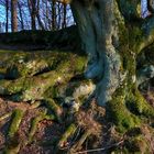 wunderschöner Baum-Wurzeln Holzmaar 