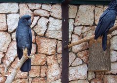 Wunderschöner blauer Kakadu