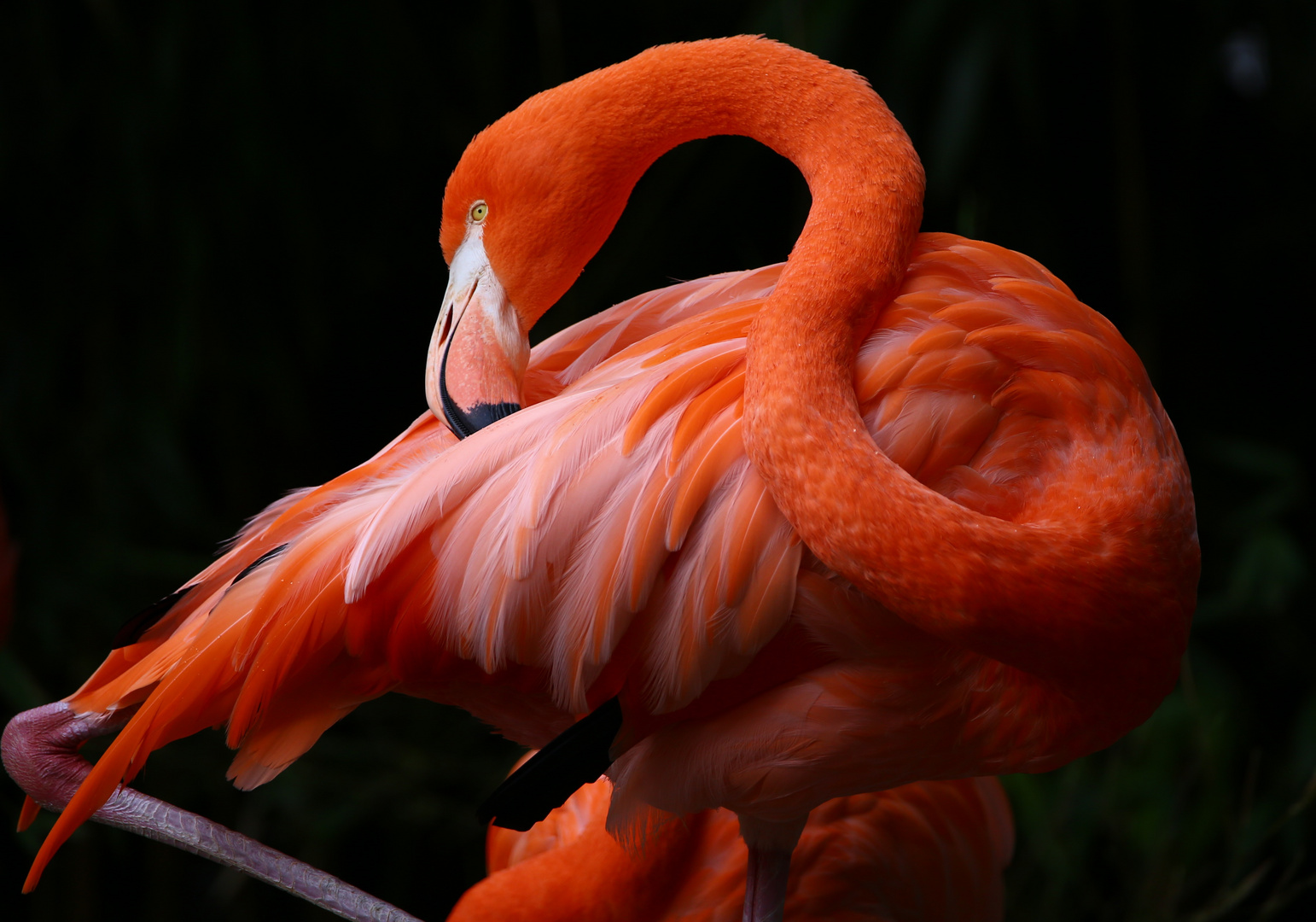 Wunderschöner Flamingo ...