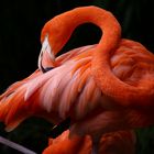 Wunderschöner Flamingo ...