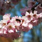 Wunderschöner Frühling