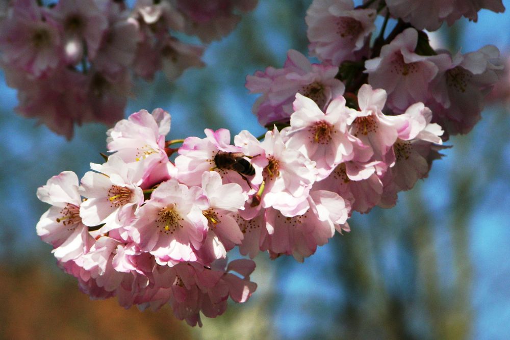 Wunderschöner Frühling