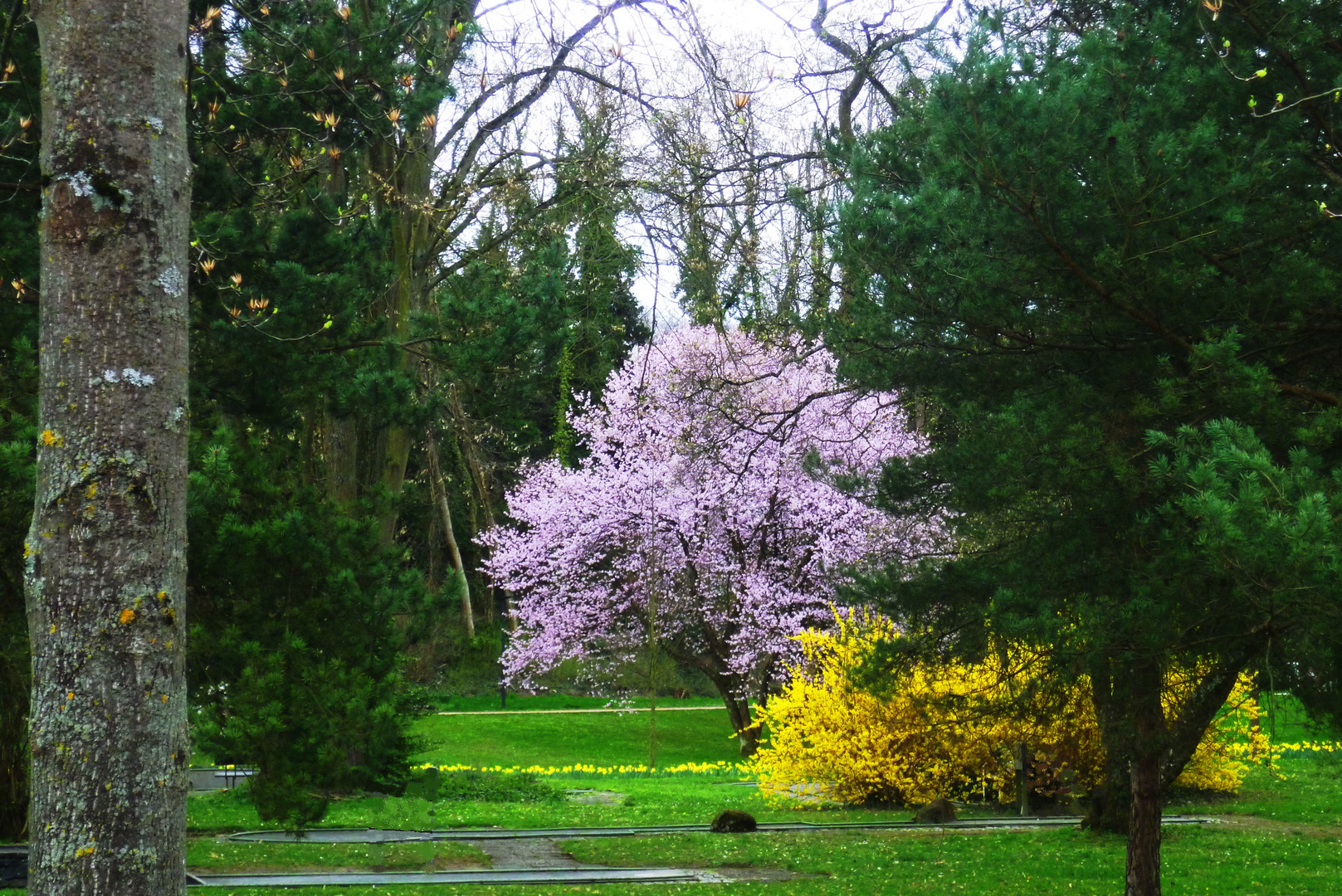 Wunderschöner Frühling im Kurrpark von Bad Bellingen