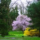 Wunderschöner Frühling im Kurrpark von Bad Bellingen