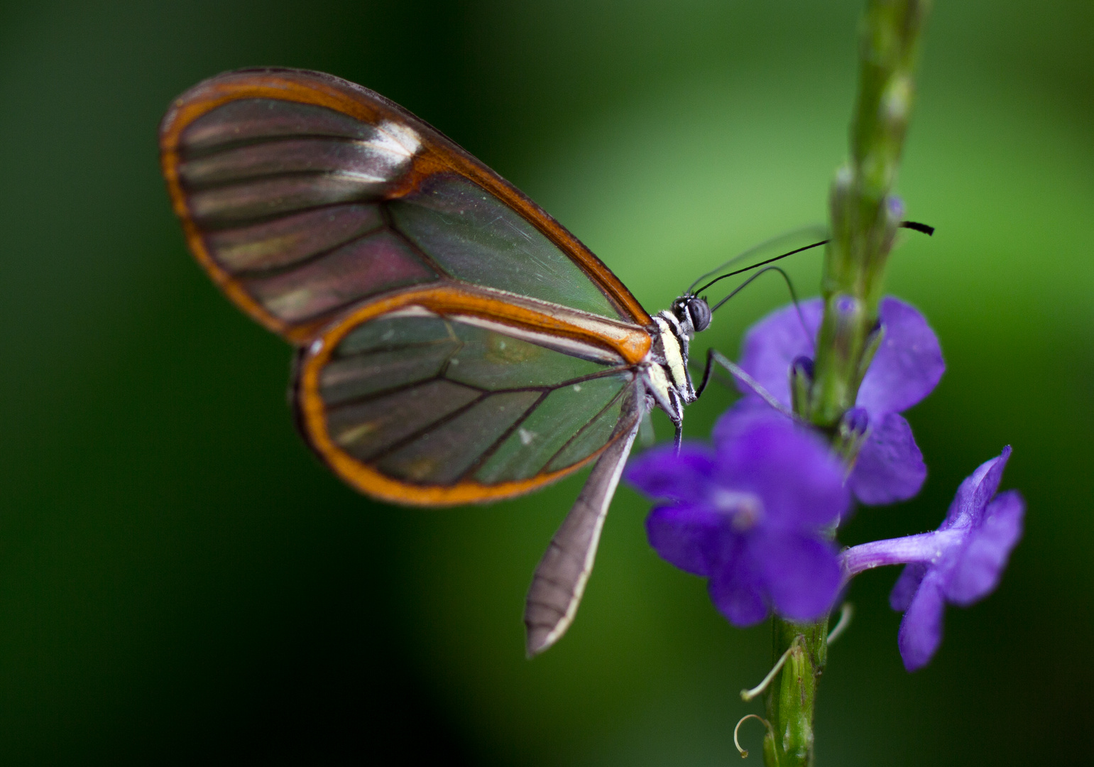 wunderschöner Glasschmetterling