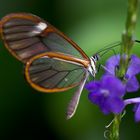 wunderschöner Glasschmetterling