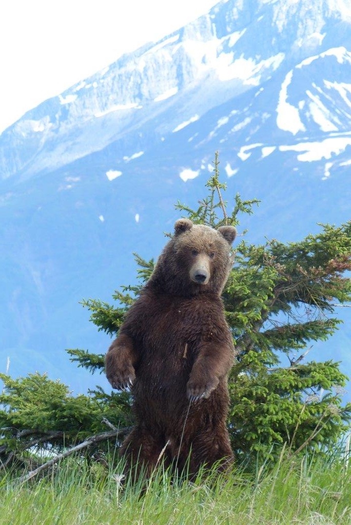 Wunderschöner Grizzlybär in Alaska