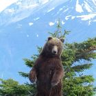 Wunderschöner Grizzlybär in Alaska