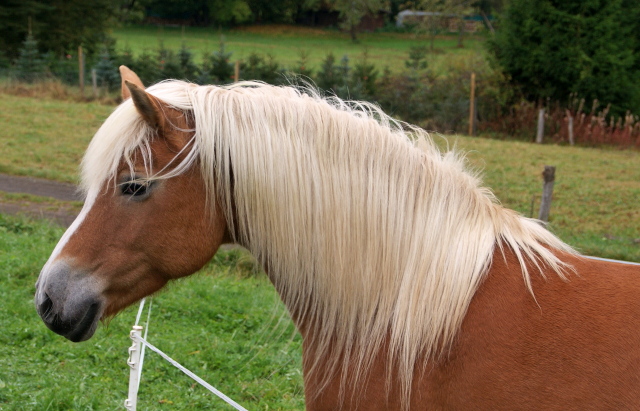 Wunderschöner Haflinger