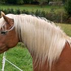 Wunderschöner Haflinger