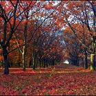 wunderschöner herbst